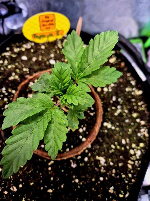 Papaya Stank (Elfi). Week 3