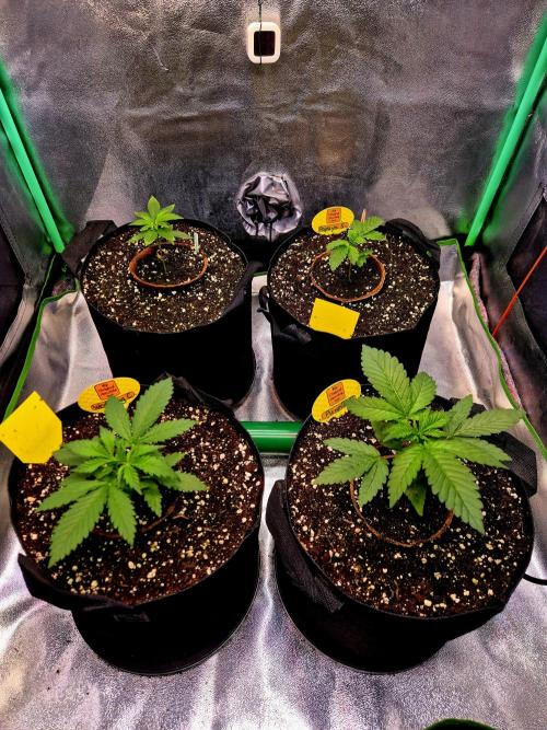 Papaya Stank (Elfi). Week 3
