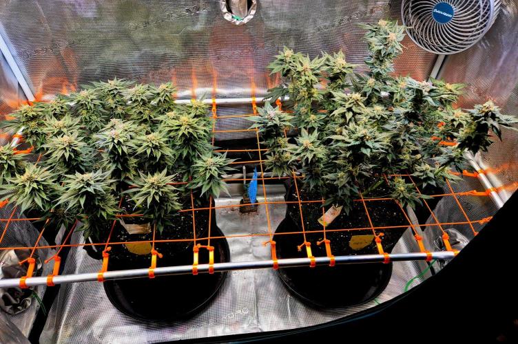 Rainbow Hitter. Week 14