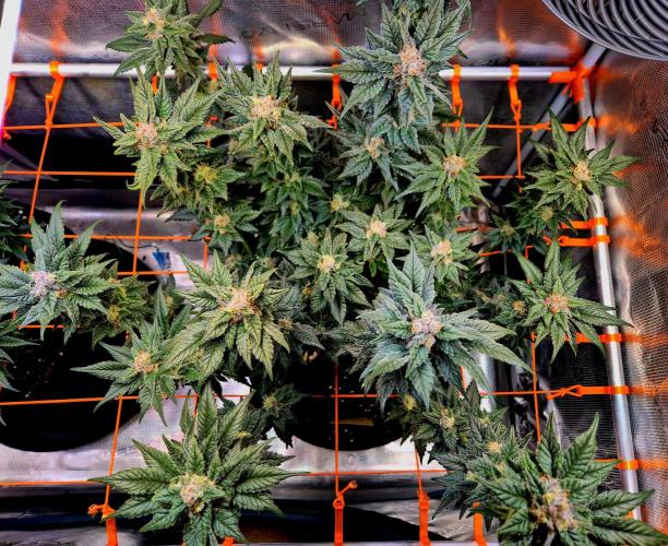 Rainbow Hitter. Week 14