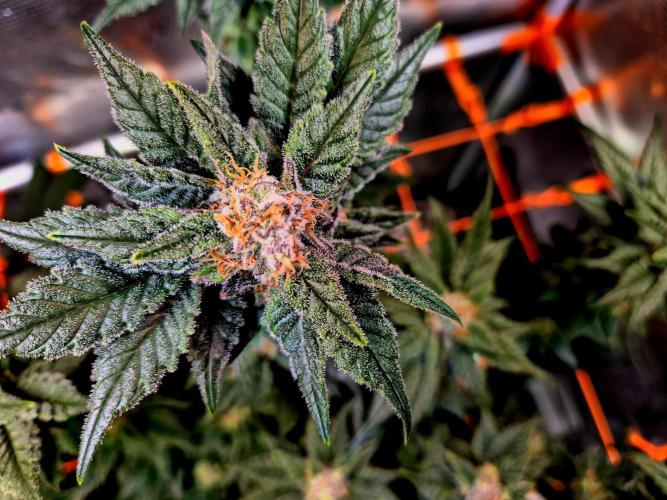 Rainbow Hitter. Week 14