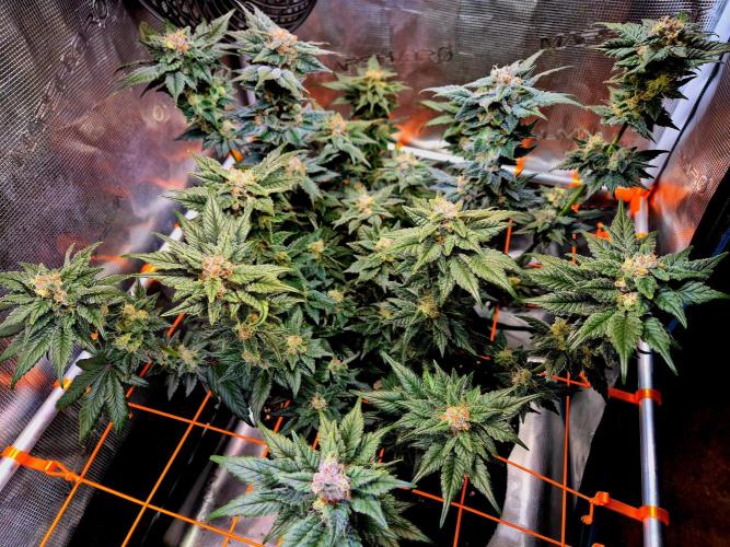 Rainbow Hitter. Week 14