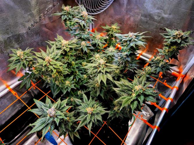 Rainbow Hitter. Week 14