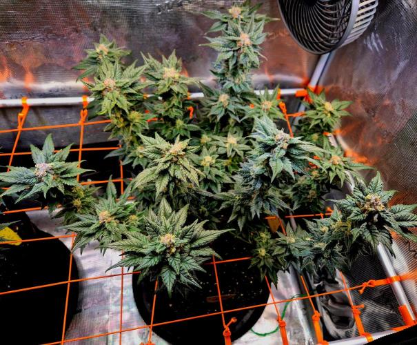 Rainbow Hitter. Week 14