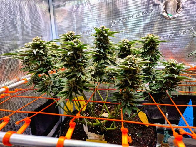 F026 - The Tropical Ice Cream One (USA). Week 14