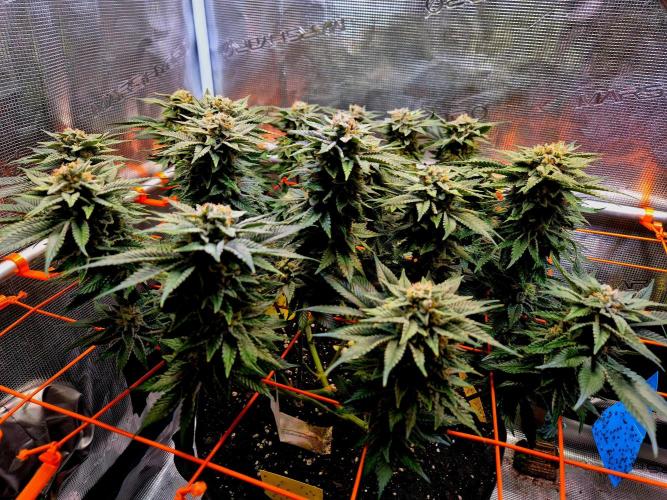 F026 - The Tropical Ice Cream One (USA). Week 14