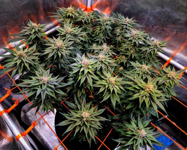 F026 - The Tropical Ice Cream One (USA). Week 14