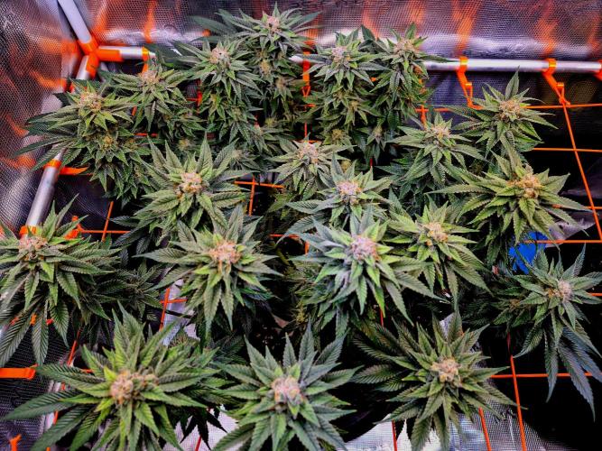 F026 - The Tropical Ice Cream One (USA). Week 14