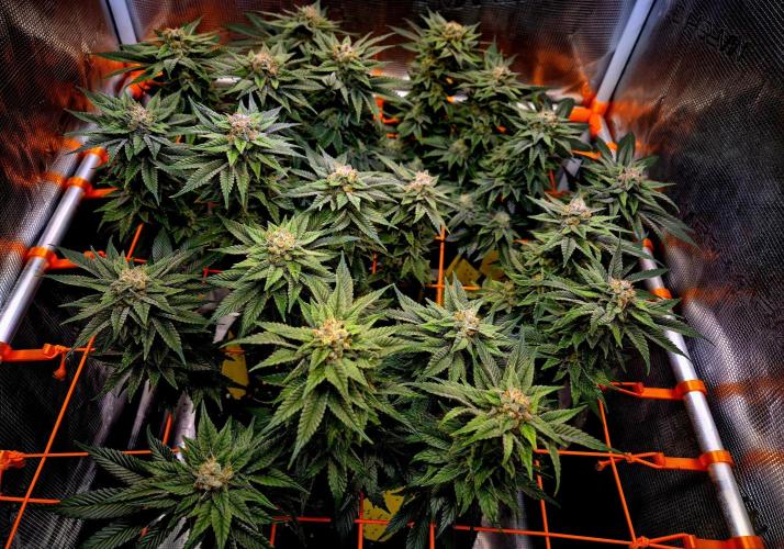 F026 - The Tropical Ice Cream One (USA). Week 14
