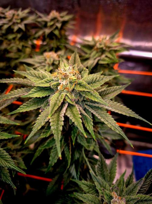 F026 - The Tropical Ice Cream One (USA). Week 14