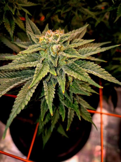 F026 - The Tropical Ice Cream One (USA). Week 14