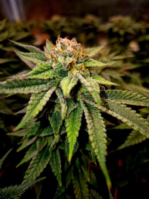 F026 - The Tropical Ice Cream One (USA). Week 14