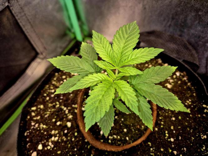 Pink Rozay Original Sensible Seeds. Week 4