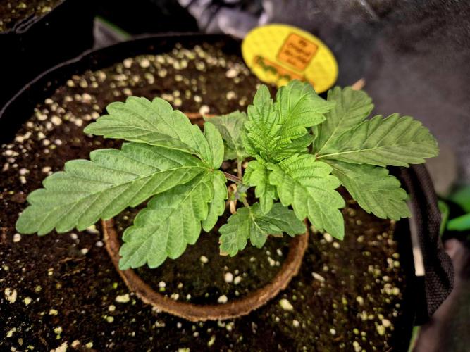Papaya Stank (Elfi). Week 4