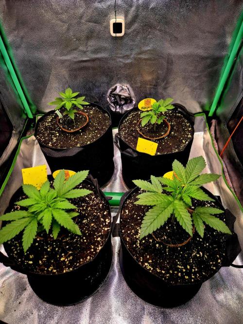 Papaya Stank (Elfi). Week 4