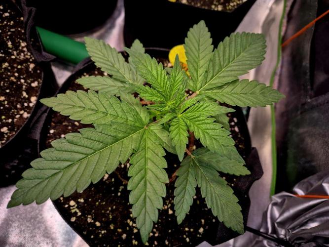 Purple overload (CCG) Sensible Seeds. Week 4