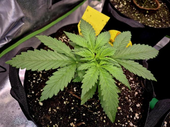 Wedding Cake. Week 4