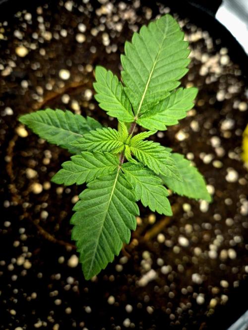 Mental Rainbow (CCG) Sweet Seeds. Week 1
