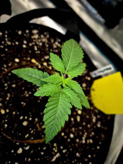 Mental Rainbow (CCG) Sweet Seeds. Week 1