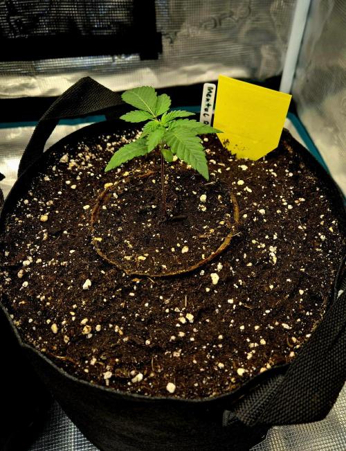 Mental Rainbow (CCG) Sweet Seeds. Week 1