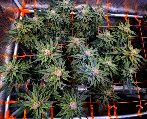 F026 - The Tropical Ice Cream One (USA). Week 14