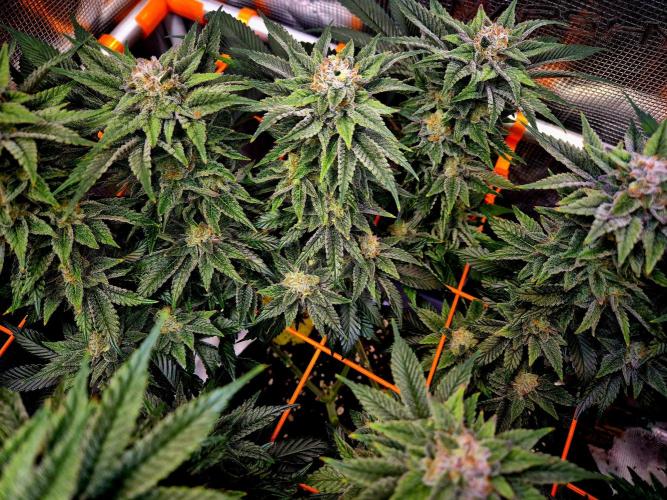F026 - The Tropical Ice Cream One (USA). Week 14