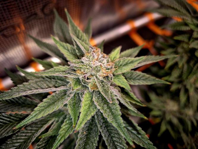 F026 - The Tropical Ice Cream One (USA). Week 14