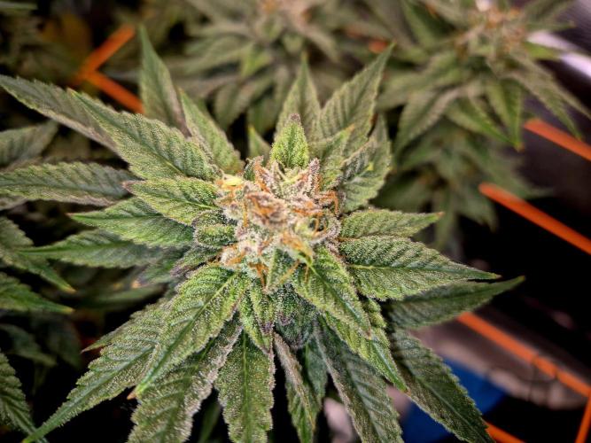 F026 - The Tropical Ice Cream One (USA). Week 14
