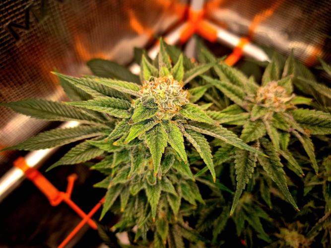 F026 - The Tropical Ice Cream One (USA). Week 14