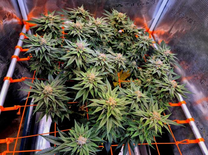F026 - The Tropical Ice Cream One (USA). Week 14