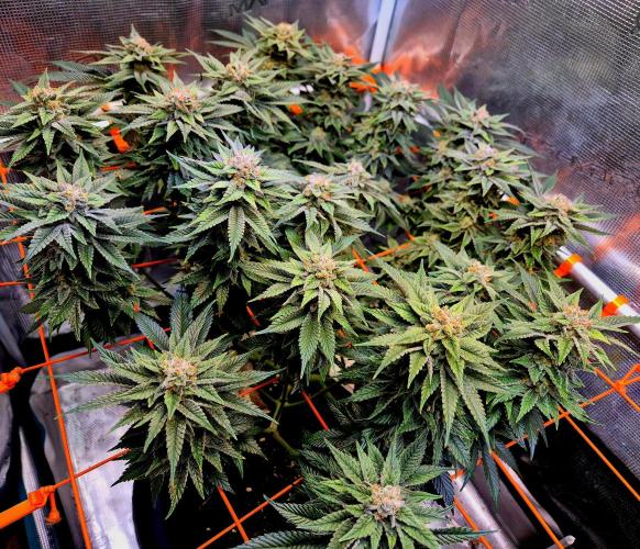 F026 - The Tropical Ice Cream One (USA). Week 14