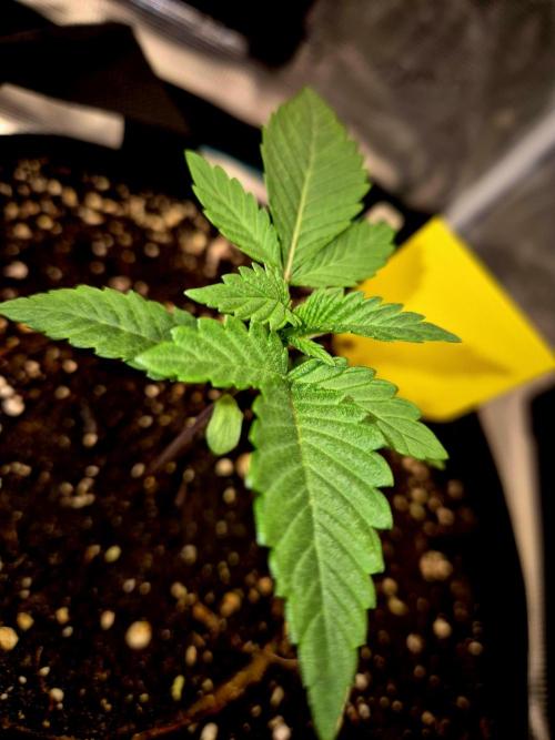 Mental Rainbow (CCG) Sweet Seeds. Week 1