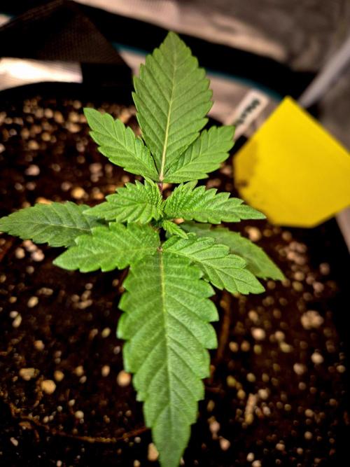 Mental Rainbow (CCG) Sweet Seeds. Week 1