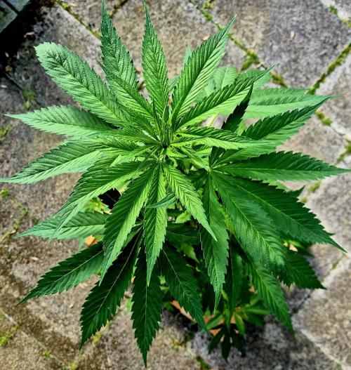 Garbage Lady (Big Mama). Week 9