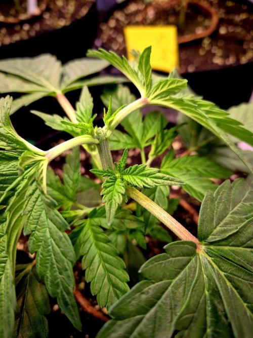 Purple overload (CCG) Sensible Seeds. Week 4 - Topping 04.06.