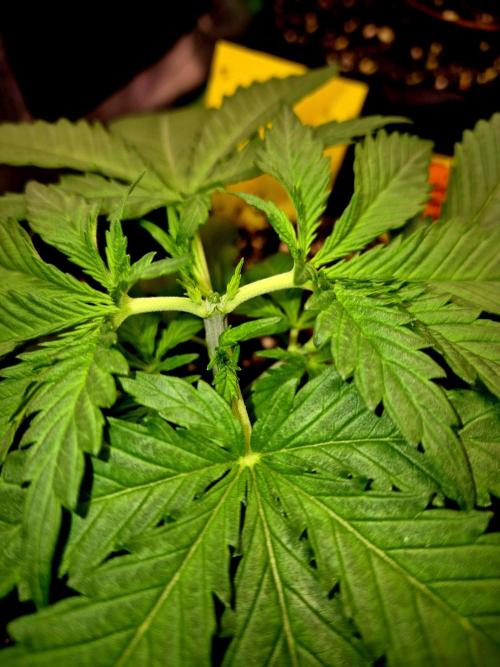 Wedding Cake. Week 4