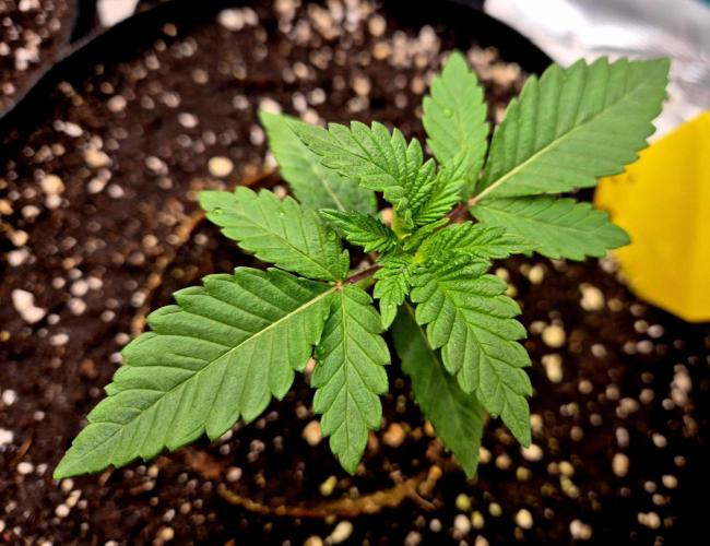 Mental Rainbow (CCG) Sweet Seeds. Week 2