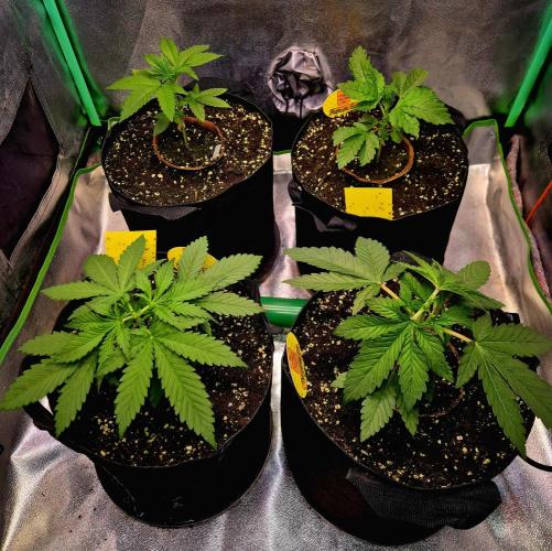 Wedding Cake. Week 4