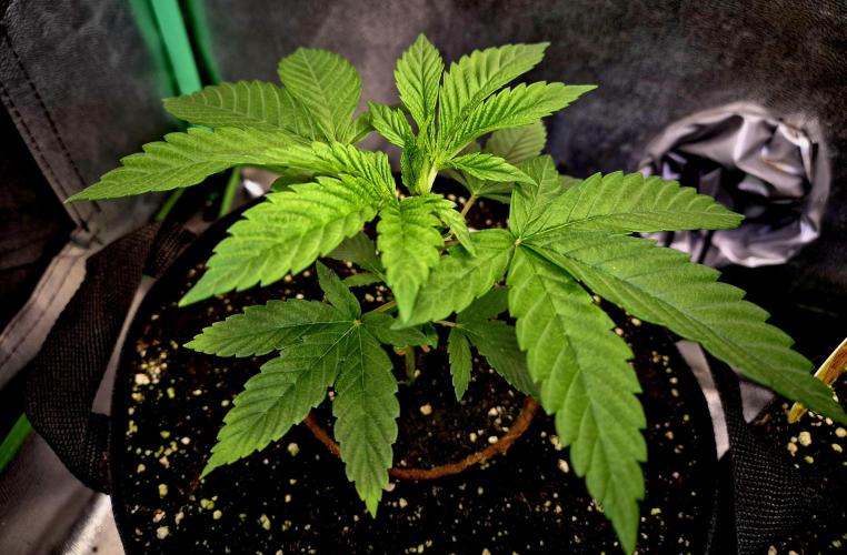 Pink Rozay Original Sensible Seeds. Week 4