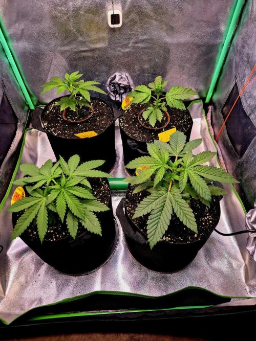 Pink Rozay Original Sensible Seeds. Week 4