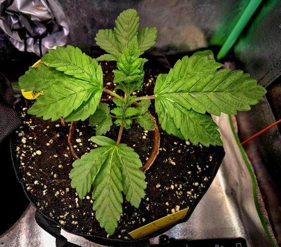 Papaya Stank (Elfi). Week 4