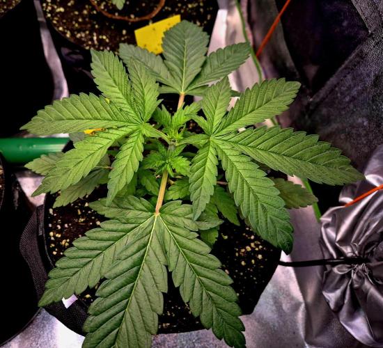 Purple overload (CCG) Sensible Seeds. Week 4