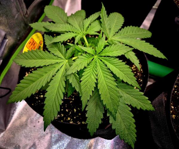 Wedding Cake (CCG) Sensible Seeds. Week 4