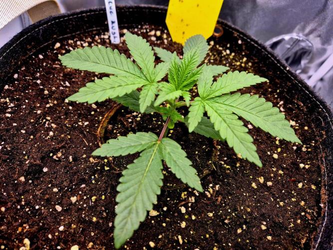 Blue Zushi Dutch Passion. Week 2