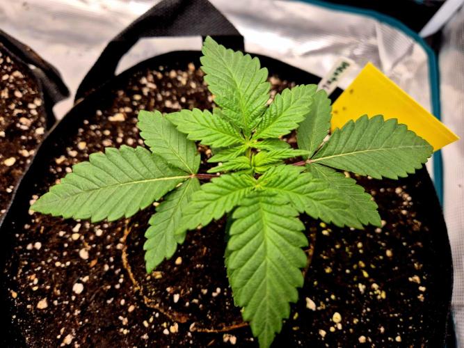 Mental Rainbow (CCG) Sweet Seeds. Week 2