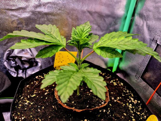 Papaya Stank (Elfi). Week 4