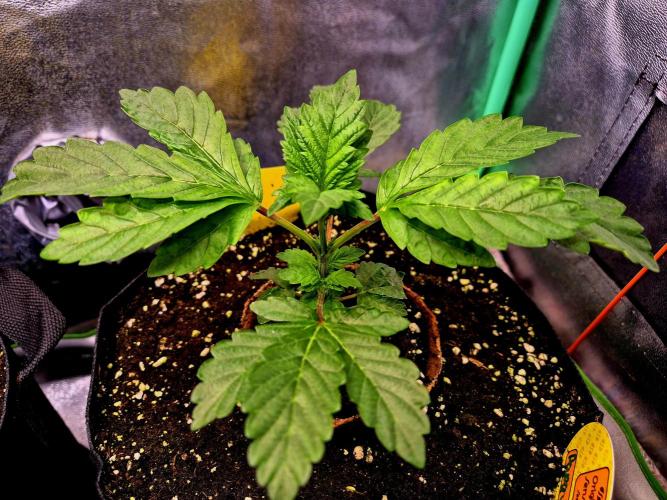 Papaya Stank (Elfi). Week 4
