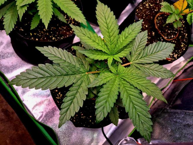 Purple overload (CCG) Sensible Seeds. Week 4