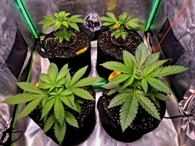 Purple overload (CCG) Sensible Seeds. Week 4