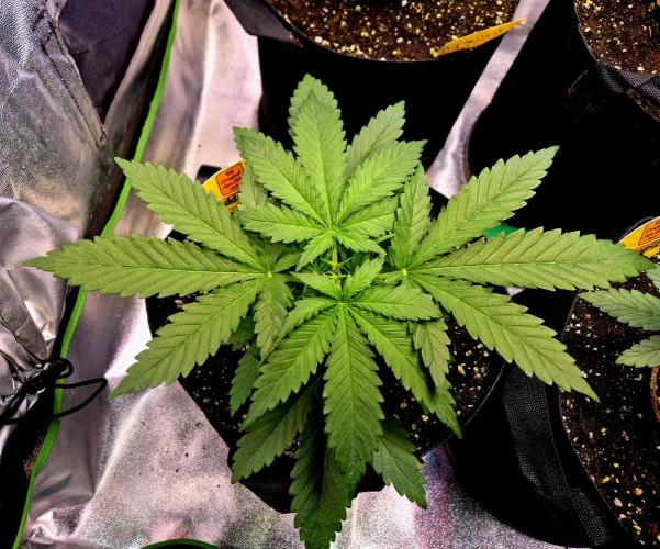 Wedding Cake (CCG) Sensible Seeds. Week 4